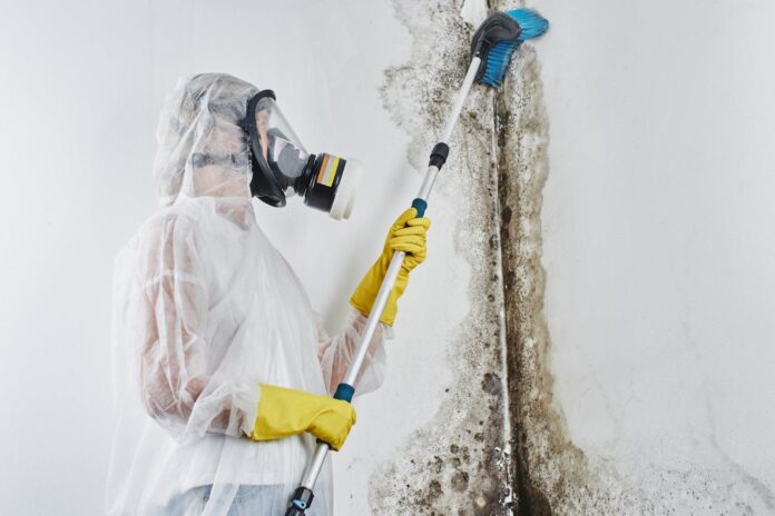 professional mould removal sydney